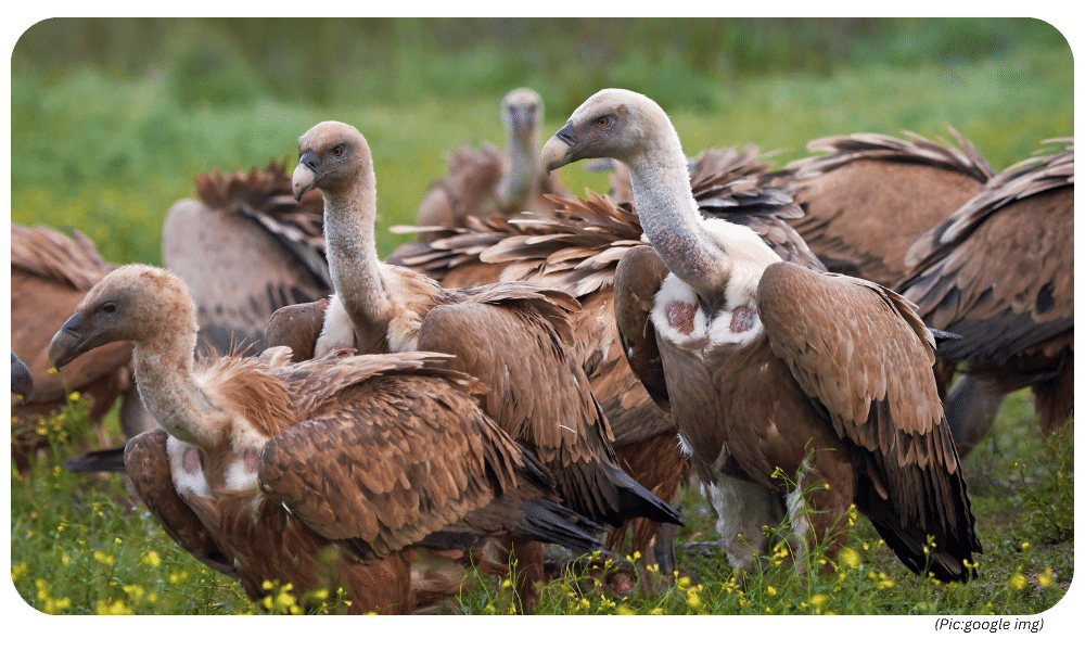 UPSC Current Affairs: Moyar Valley has the largest breeding colony of critically endangered Gyps vultures in the wild.