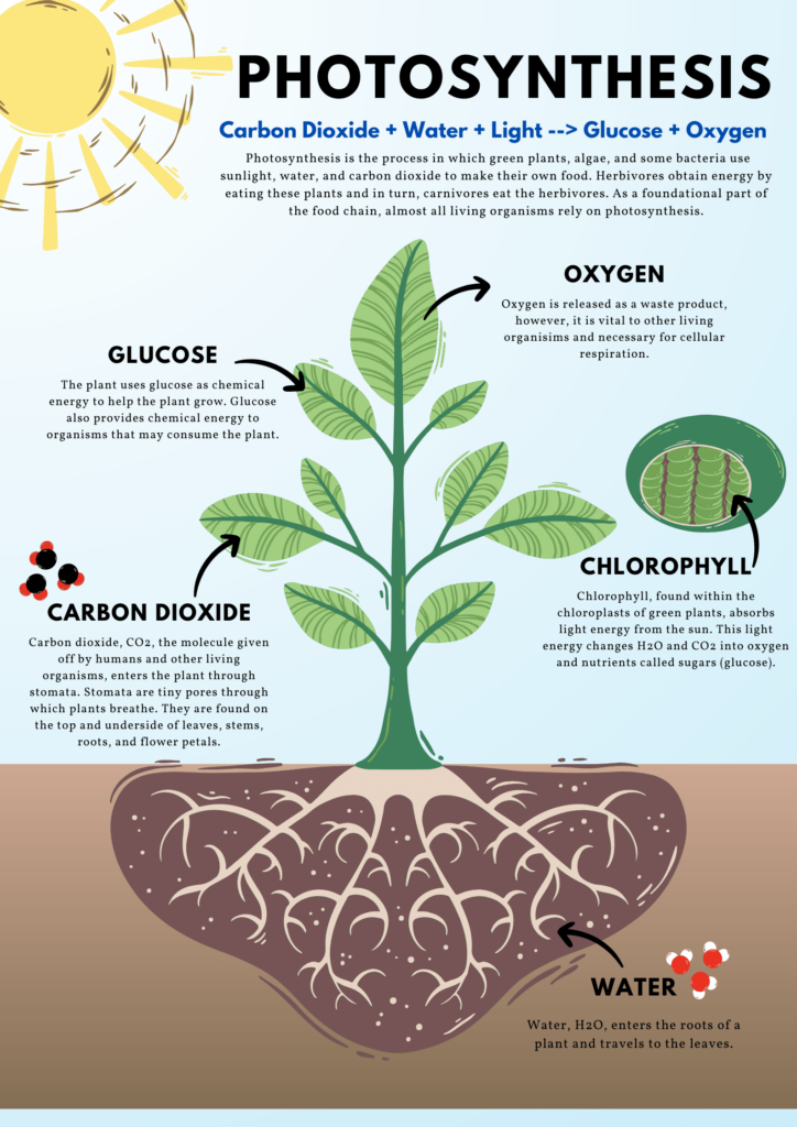 UPSC: From Sunlight to Food: Understanding the Essential Process of Photosynthesis!