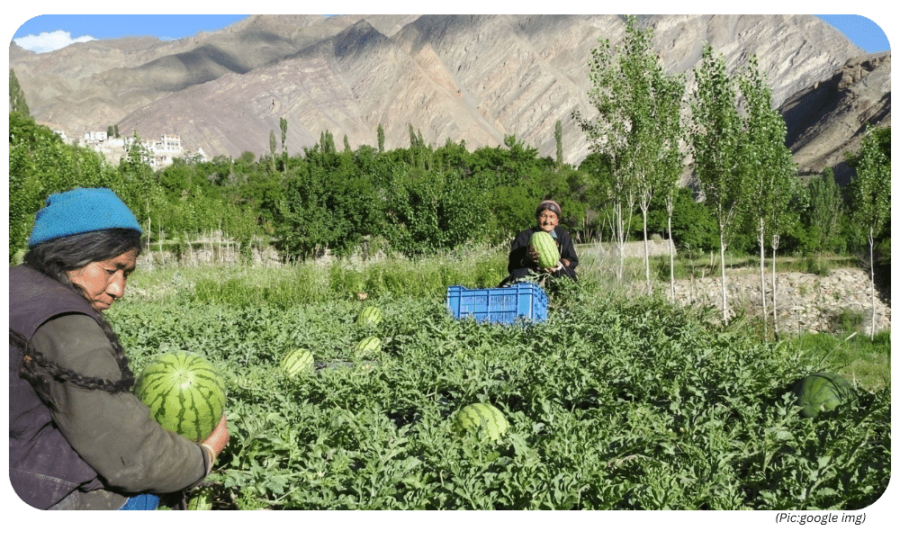 UPSC News Editorial : Mulching Magic: How Ladakhi Farmers are Making Watermelons Thrive in the Cold!