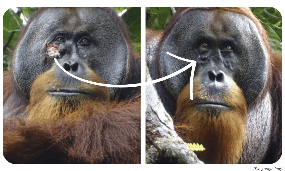 UPSC News Editorial: The Healing Touch of Nature: Orangutan's Plant Use Stuns Researchers